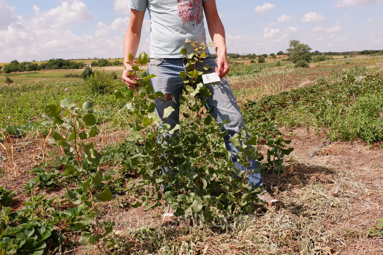 1950325403 Wwidth Hheight Yak Rostut Fistashki