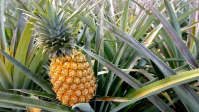 Kak Vyrastit Ananas