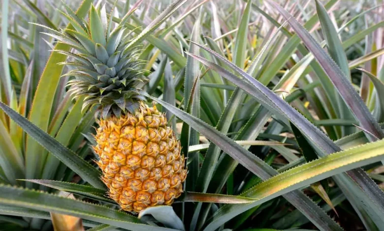 Kak Vyrastit Ananas