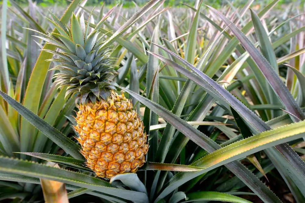 Kak Vyrastit Ananas