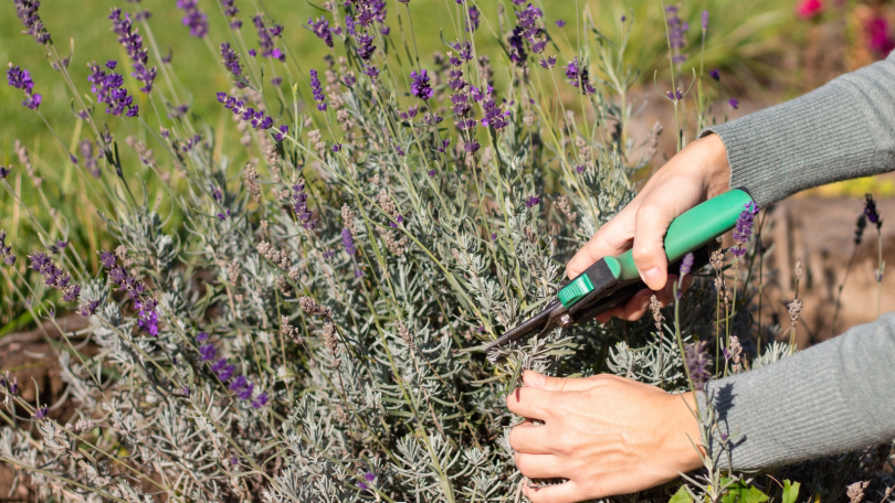 Pruning Lavender With Garden Shears