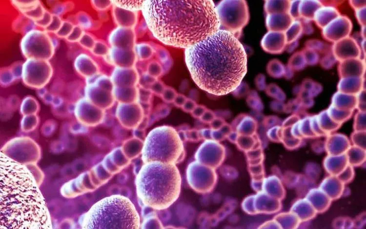 Bakteriyi Vydy Spysok Pryklady