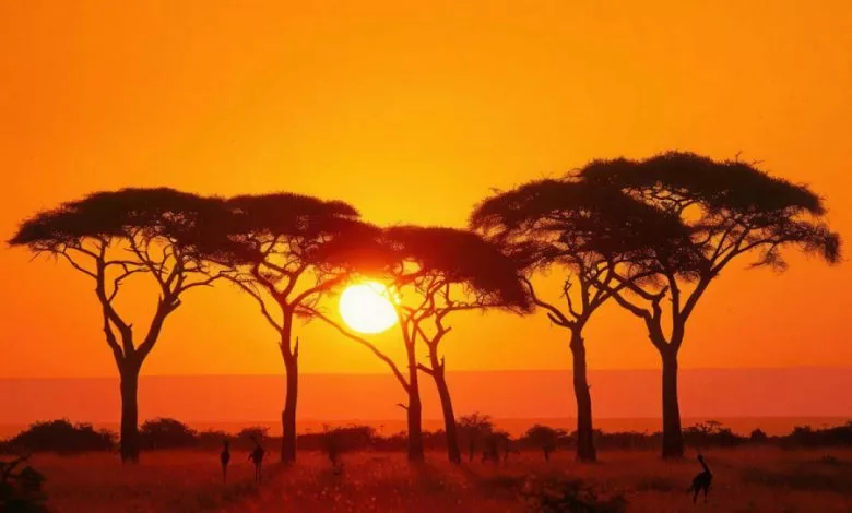 15 Cikavih Faktiv Pro Afriku 900 600