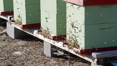 1736272985 640x400 1