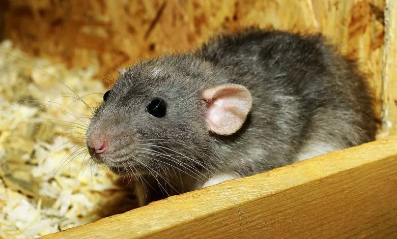 9d143393a0920f8552a47adb47866849f49218d2424a66e7e97f6554db3ba518