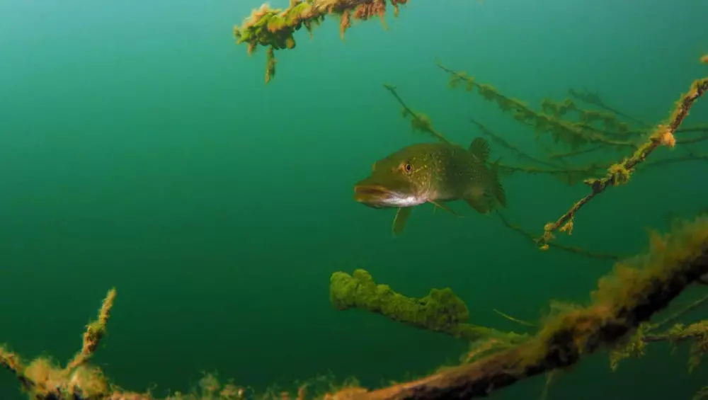 Cikavi Fakti Pro Shhuki 1000 565