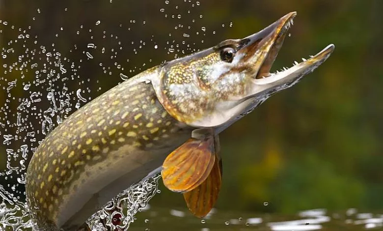 Cikavi Fakti Pro Shuku