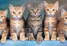 K Chemu Snitsya Mnogo Koshek