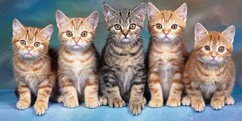 K Chemu Snitsya Mnogo Koshek