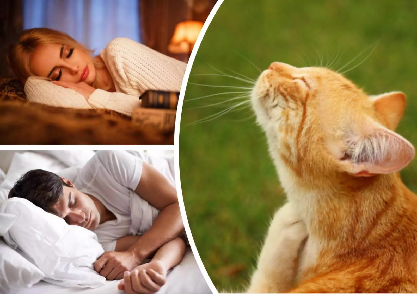 K Chemu Snitsya Ryzhij Kot Znachenie