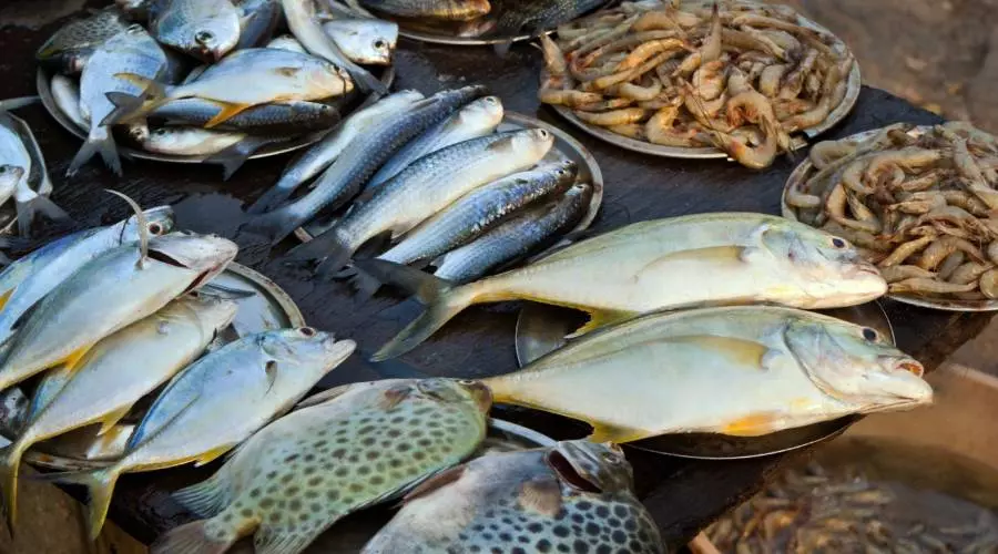 Morska Riba Dlya Yizhi