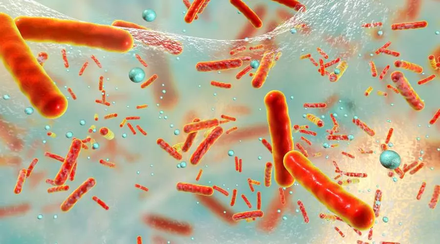 Yak Rozmnozhuyutsya Bakteriyi